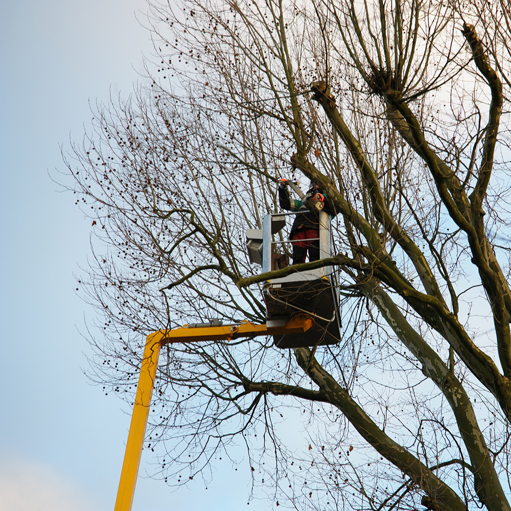 schedule commercial tree service