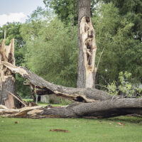 What happens when lightning strikes a tree?