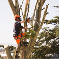 Tree removal why hire a professional instead of doing it yourself?