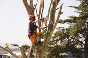 tree-trimming