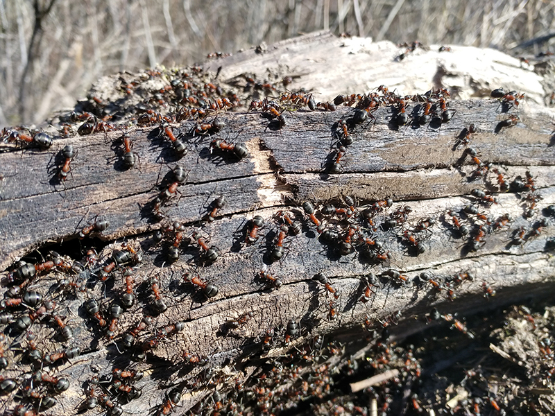 Forest ants on old branch of tree