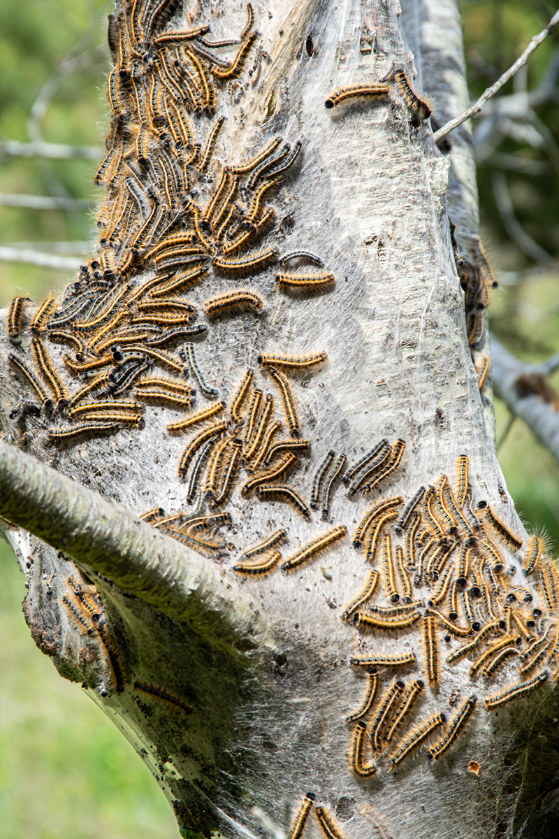 Gypsy moth tent caterpillars hatching all over tree trunk