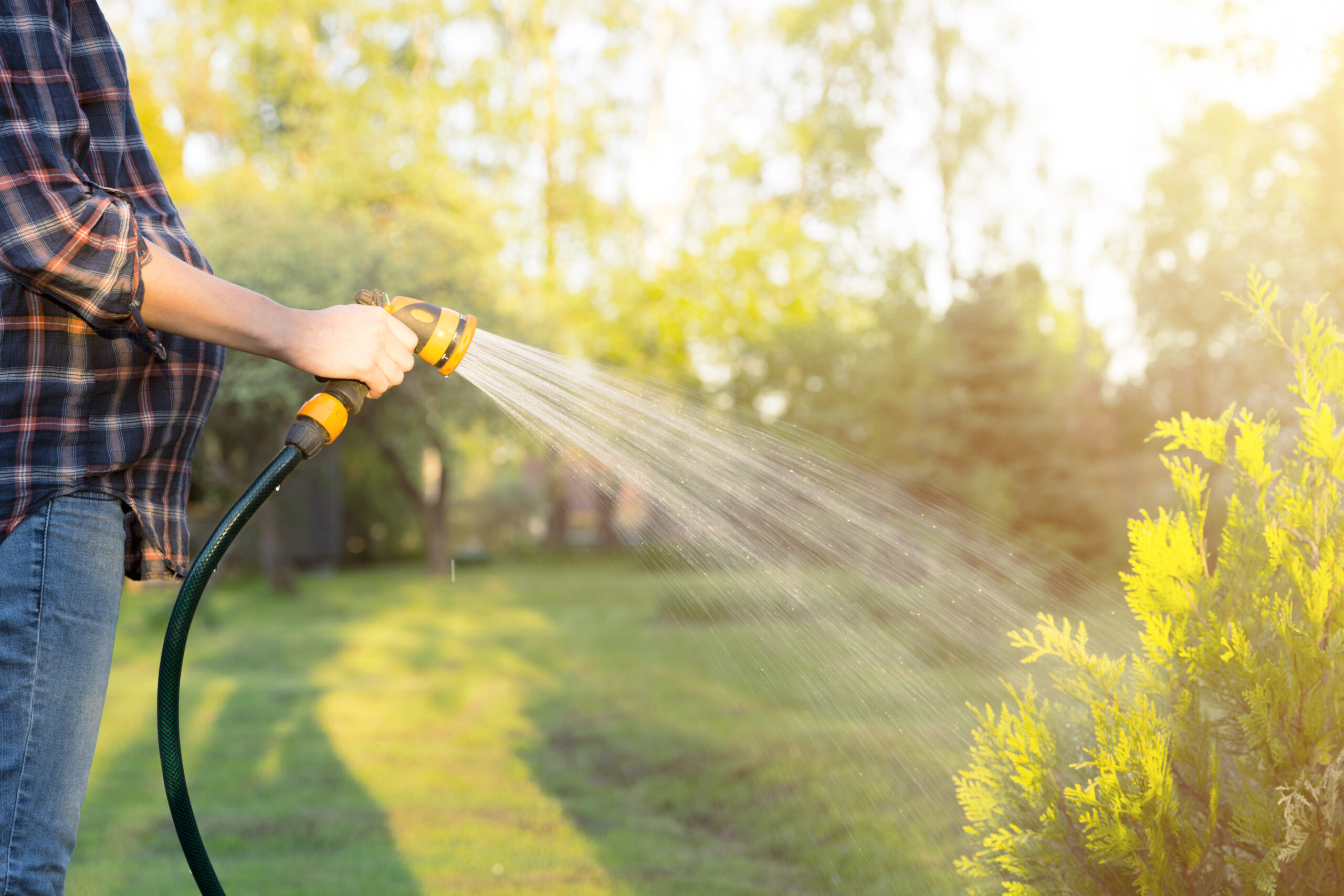 How to water your trees to improve their health