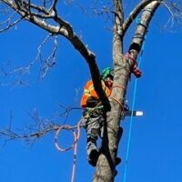 DECIDING WHEN TO REMOVE A TREE?