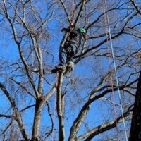 10 REASONS YOU MAY NEED TO CALL AN ARBORIST