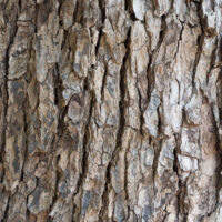 COMMON TREE BARK DAMAGE