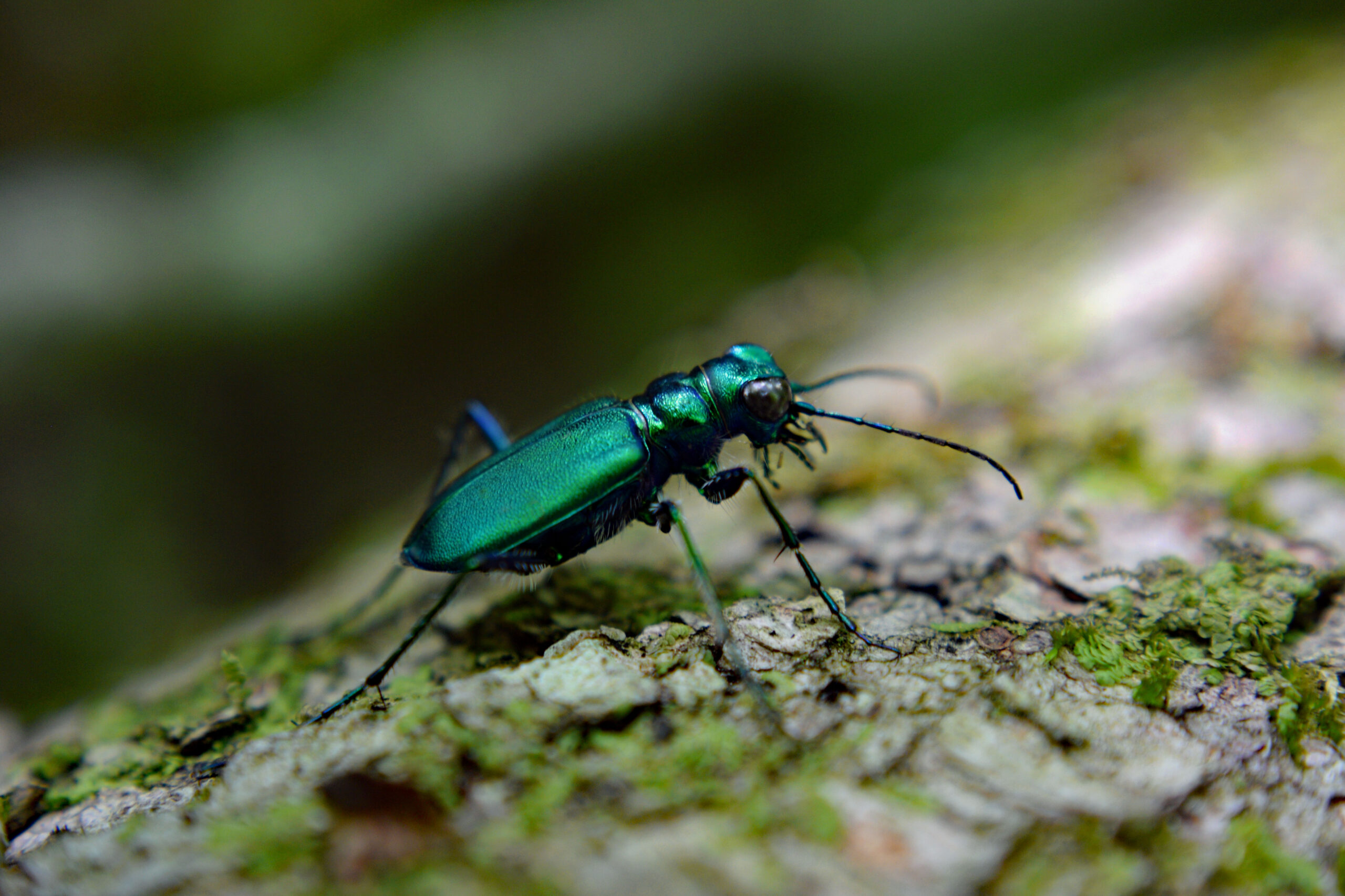 Emerald Ash Borer: Slowly Destroying The Forest