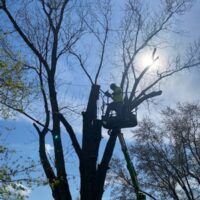 How Much Does Tree Service Cost?