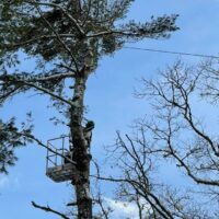 WHEN IS THE BEST TIME of THE YEAR TO TRIM A PINE TREE?
