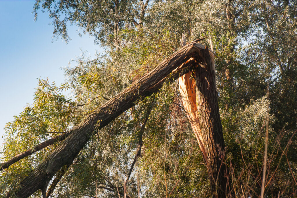 Three Most Common Reasons Trees Die