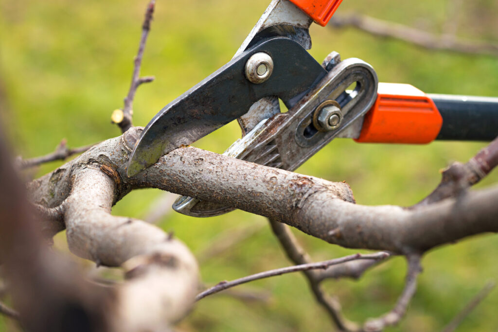 Trees That Are More High Maintenance With Pruning