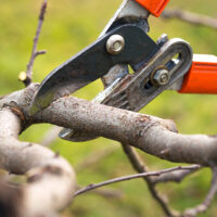 Trees That Are More High Maintenance With Pruning