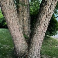 WHY IS MY TREE LEANING?