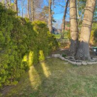 Why Your Trees Aren’t Greener: Chlorosis in Trees