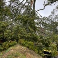 Neighbor's Tree Damaged Your property. Who Pays?