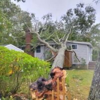 Does Homeowners Insurance Cover Tree Damage?